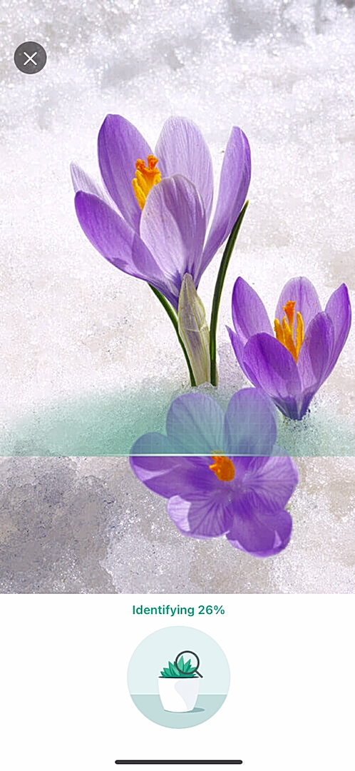 PictureThis screenshot 6